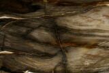 Polished, Petrified Dawn Redwood Stand Up - Oregon #152422-1